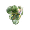 Миниатюра фото бра loft it lolly 10492w green | 220svet.ru